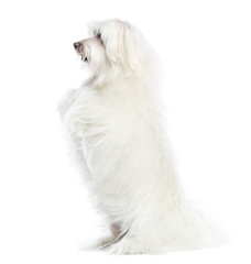 Side view of a Maltese upright, isolated on white