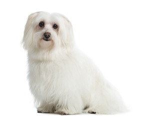 Maltese sitting, looking at the camera, isolated on white