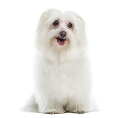 Maltese sitting, panting, isolated on white
