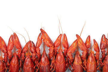 Many red crayfish