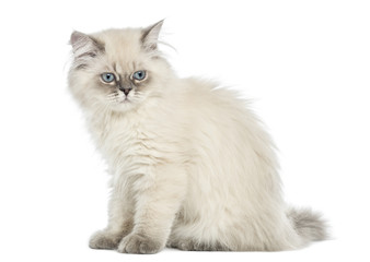 Side view of a British Longhair kitten sitting, 5 months old