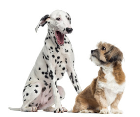 Dalmatian and Lhassa apso sitting, isolated on white