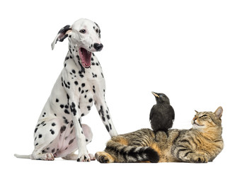Cat and Jackdaw looking at a Dalmatian yawning, isolated