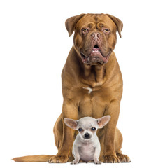 Fototapeta premium Dogue de Bordeaux and baby Chihuahua sitting, facing, isolated