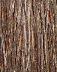 Wood texture – cypress bark