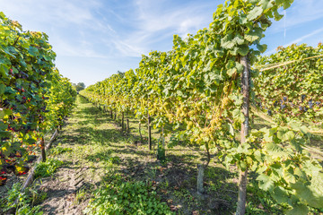 Fototapeta na wymiar Sunny vineyard with grapes ripe for picking