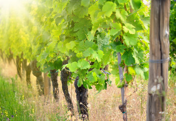 Sonnenschein im Weinberg