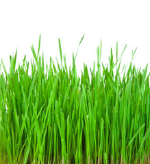 Fototapeta na wymiar Fresh green grass isolated on white background
