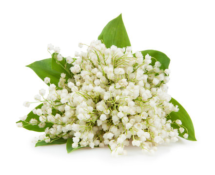 Lily Of The Valley Isolated On White Background