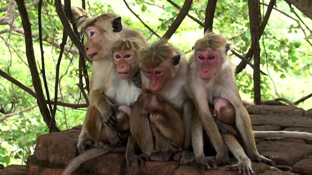 Wild macaques breastfeed babies