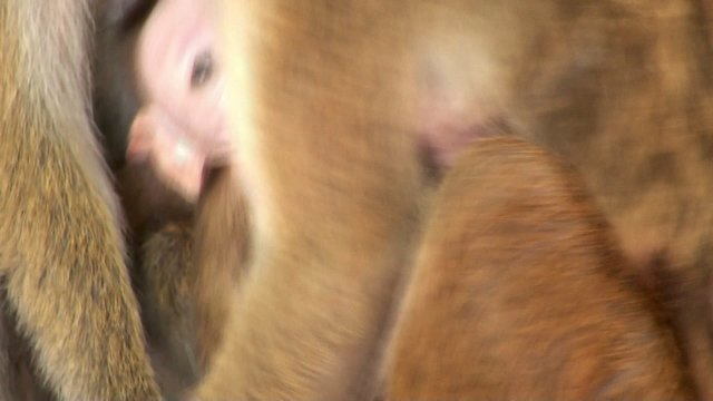 Wild macaque is breastfeeding baby