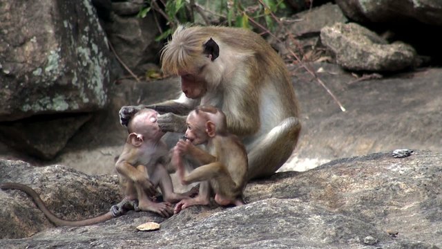 A flock of wild macaques with babies
