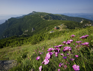 Romanian landscape in Carpathians. summer view