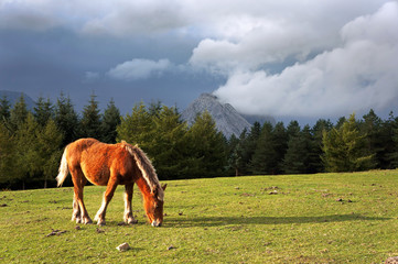 horse on mountain with stormy clouds