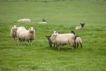 Sheep and lambs on the field