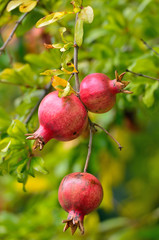 Ripe pomegranate fruit on tree branch