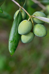 Green olives on a tree