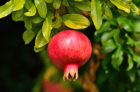 Pomegranate Tree Images – Browse 308,655 Stock Photos, Vectors, and Video |  Adobe Stock