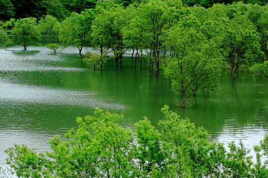 新緑の白川湖