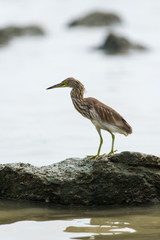 Chinese Pond Heron
