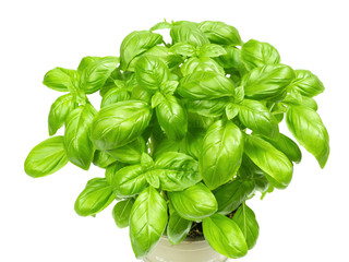 Basil Plant