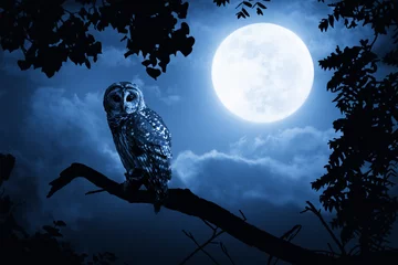Tuinposter Uil verlicht door volle maan op Halloweennacht © ricardoreitmeyer