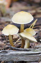 Wild mushrooms on the ground.