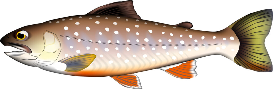 イワナ のストック写真 ロイヤリティフリーの画像 ベクター イラスト Adobe Stock