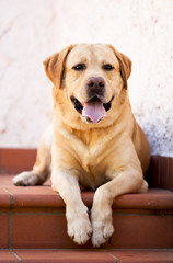 Cane Labrador retriever