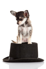 chihuahua isolated on white background