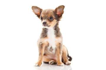chihuahua isolated on white background