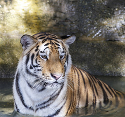 Closeup of a tiger resting 