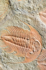 fossil trilobites © Sarka