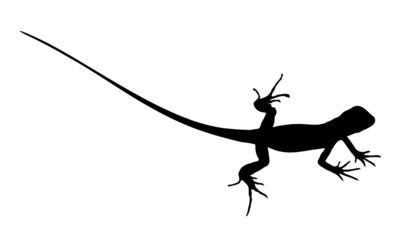 Vector graphic silhouette of a baby iguana.