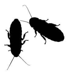 Vector graphic outline of two hissing cockroaches.