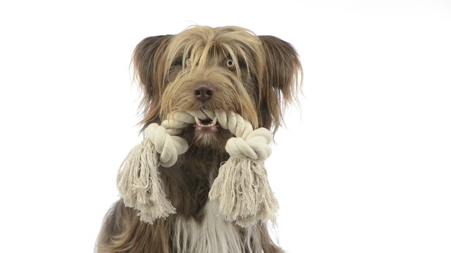 Close-up of a Crossbreed dog holding a rope in its mouth