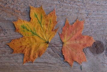 Herbst des Lebens - Ahornblätter auf Holz