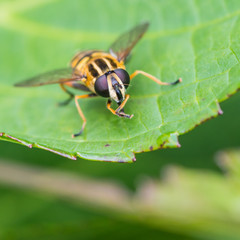Plotting Hoverfly