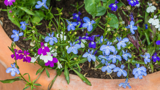 Blooming Lobelia