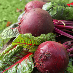 fresh organic beets