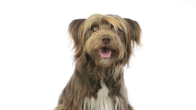 Close-up of a Crossbreed dog looking around