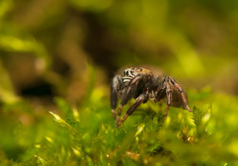 Evarcha - Jumping spider