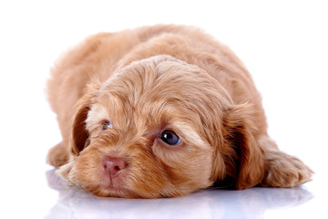 The puppy of a decorative doggie lies on a white background.