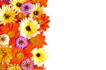 Flower Border, White Background