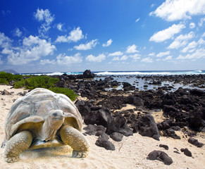 Large turtle (Megalochelys gigantea) at sea edge 