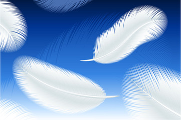 Feathers. Vector.