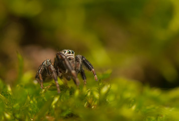 Evarcha - Jumping spider