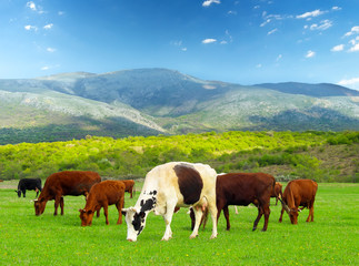 Fototapeta na wymiar Cows on the field. Agricultural landscape