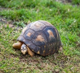 tortoise