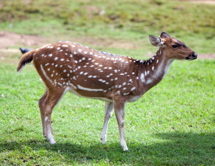 Small deer